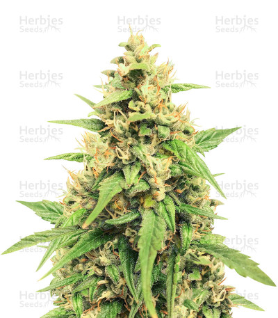 Jack 47 Auto — Sweet Seeds