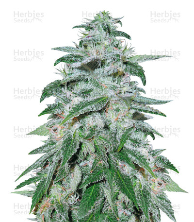 Afghanica — Flying Dutchmen