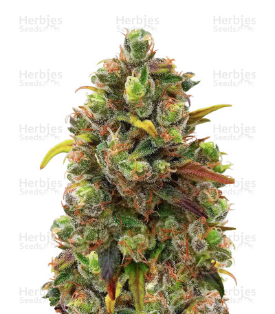 Critical Haze