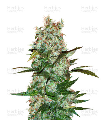 Dutch Haze — Dutch Passion