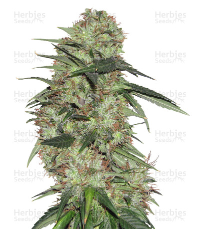 Indica XXL