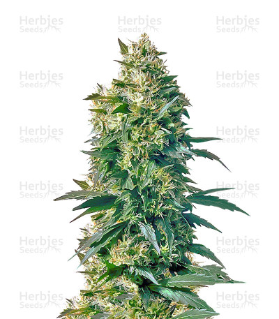 Mother's Finest — Sensi Seeds