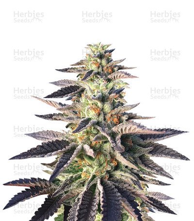 Sherbert — Blackskull Seeds