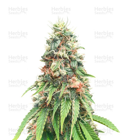 Kosher Cookies