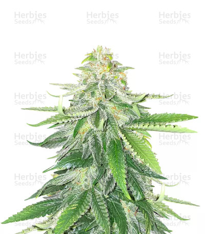 Gorilla Glue #4 — Herbies Seeds