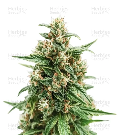 Solomatic Auto CBD — Royal Queen Seeds