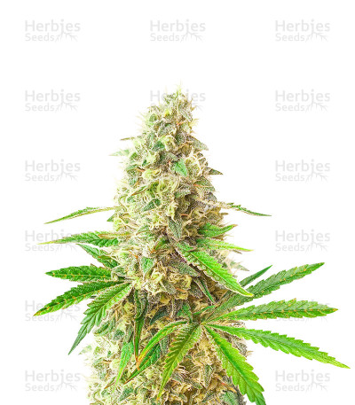 Sunday Punch — Delicious Seeds
