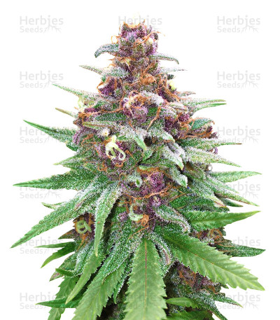 501st OG — Rare Dankness Seeds