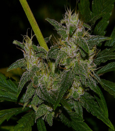 La Niña — Mr. Nice Seedbank