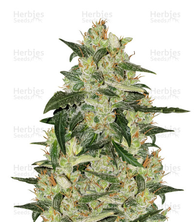 Blueberry 420 Auto