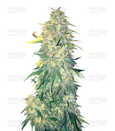 Chemdogging Auto