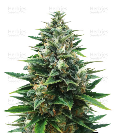 Raw Diesel — G13 Labs