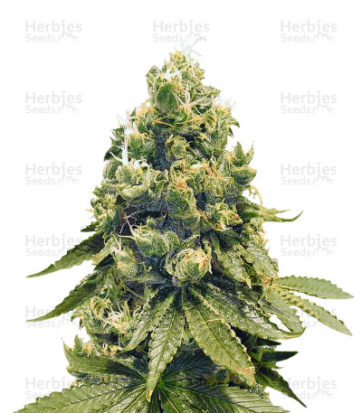 Sour Tangie — Reserva Privada