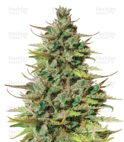 Tangie Auto — Blimburn Seeds