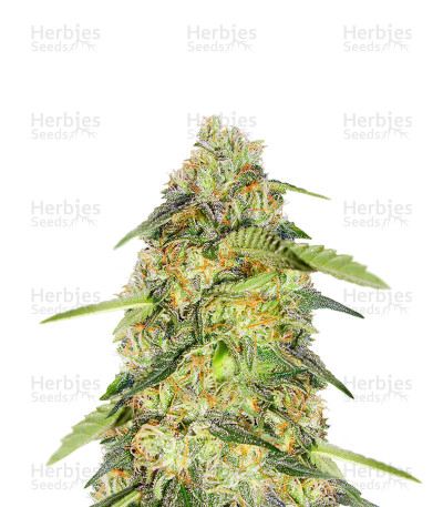 ReCon — DNA Genetics