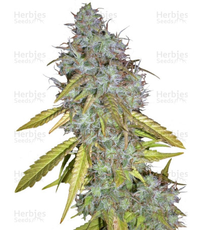 Red Cherry Berry — Barney's Farm