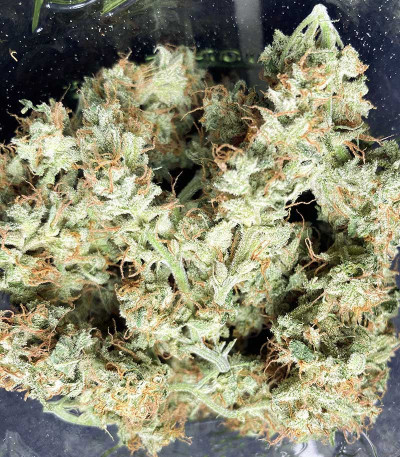 Sage 'n' Sour — T.H. Seeds
