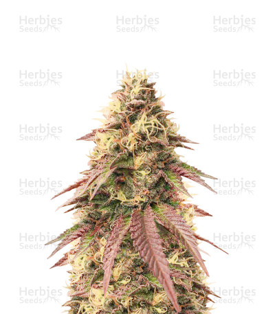 Sour Strawberry — Barney's Farm