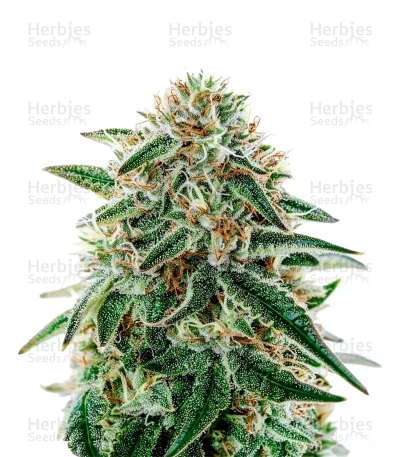 Arjan's Strawberry Haze — Green House Seeds