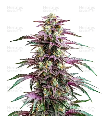 Candyland Peyote — World Wide Cultivars