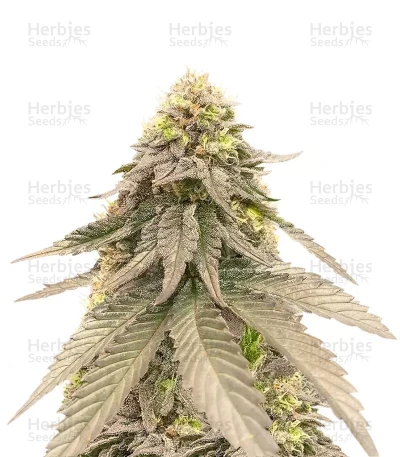Cherry Gar-see-yaa — Ethos Genetics