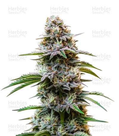 Granddaddy Purple — World Wide Cultivars