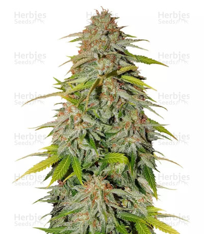 Ice Cream Cake Fast Flowering — Humboldt Seeds Organization