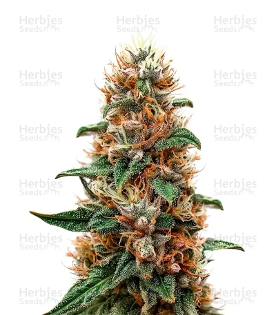 Nori Cake — Green House Seeds