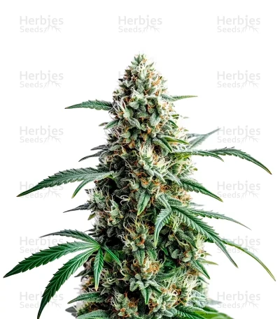 Northern Lights