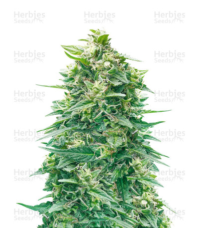 Watermelon Z Auto — Barney's Farm