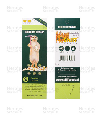 Gold Rush Outdoor — Spliff Seeds