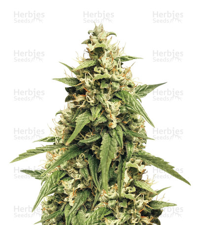 Jack 47 XL Auto — Sweet Seeds