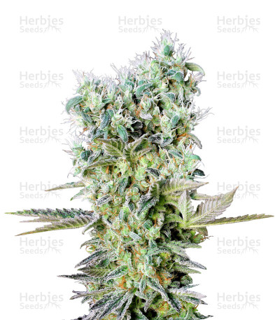 Northern Lights X