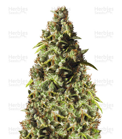 Rollex OG Kush — Devils Harvest Seeds