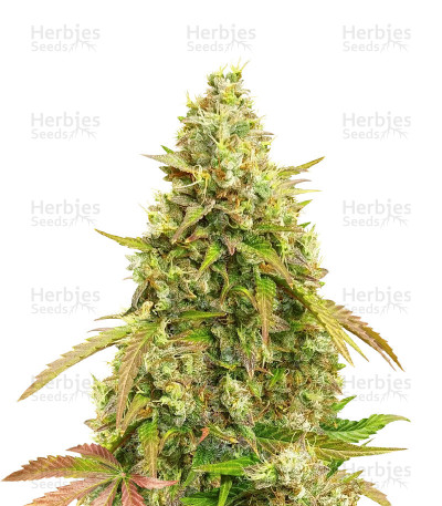 White Widow Auto