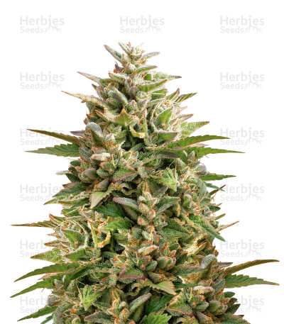 Double OG Haze — Pyramid Seeds