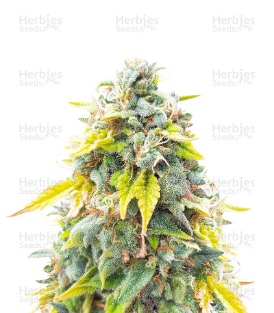 Ghost Train Haze — Seedkeepers