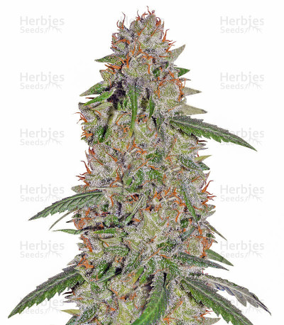 Pineapple Express seeds — Barney's Farm