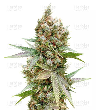 Banana Sapphire — Humboldt Seeds Organization