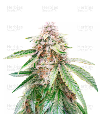 Lemon Kush — Herbies Seeds