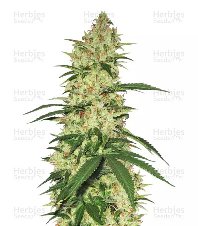 Northern Haze Express Auto