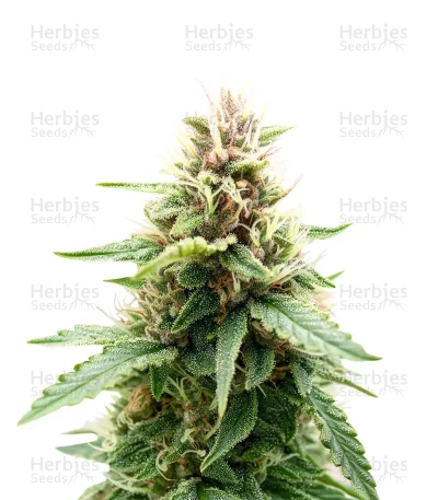 Royal Purple Kush