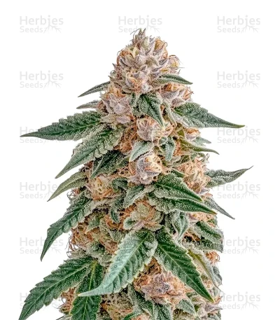 Skunk
