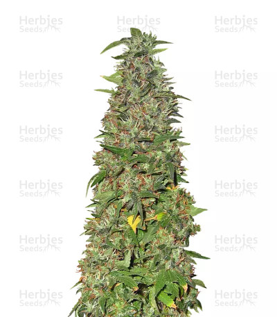 THC Pro