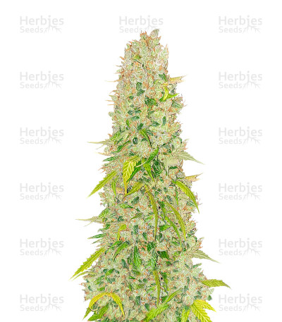 NY Diesel Autoflower — Herbies Seeds