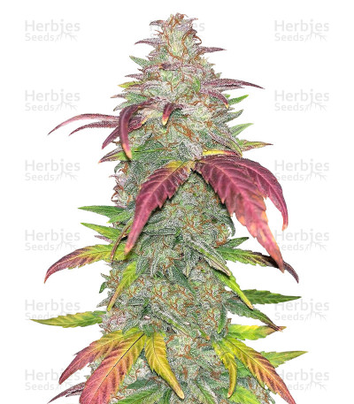 Sour Crack Auto — Mephisto Genetics
