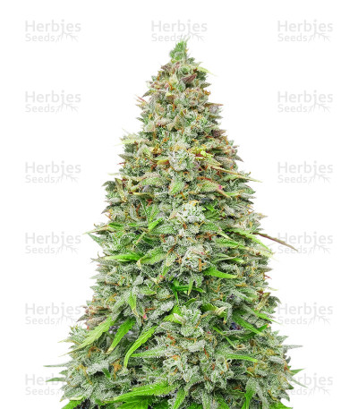 Original Afghan Kush Auto — Fast Buds