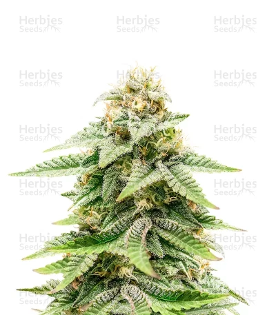 1-800-Cinderella-99 Autoflower — Seedkeepers