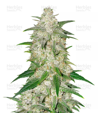 Fruity Juice — Sensi Seeds