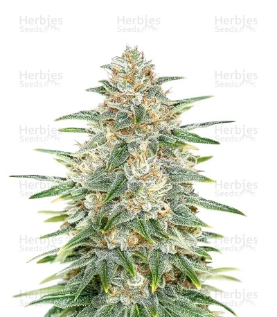 Psychofruit Auto